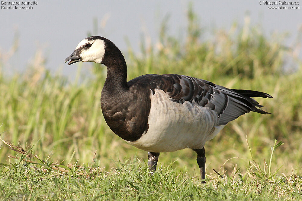 Barnacle Goose