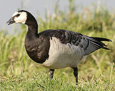 Barnacle Goose