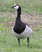 Barnacle Goose