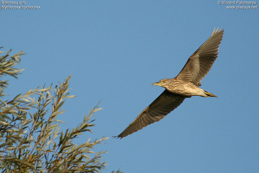 Black-crowned Night Heron