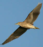 Black-crowned Night Heron