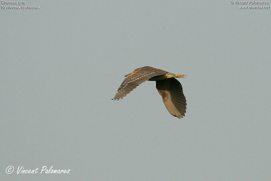 Black-crowned Night Heronimmature