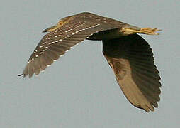 Black-crowned Night Heron