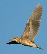 Black-crowned Night Heron