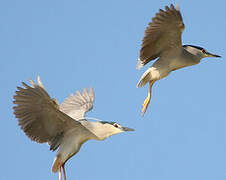 Black-crowned Night Heron