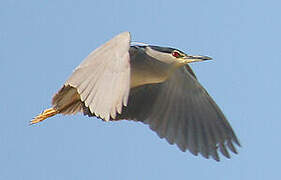 Black-crowned Night Heron