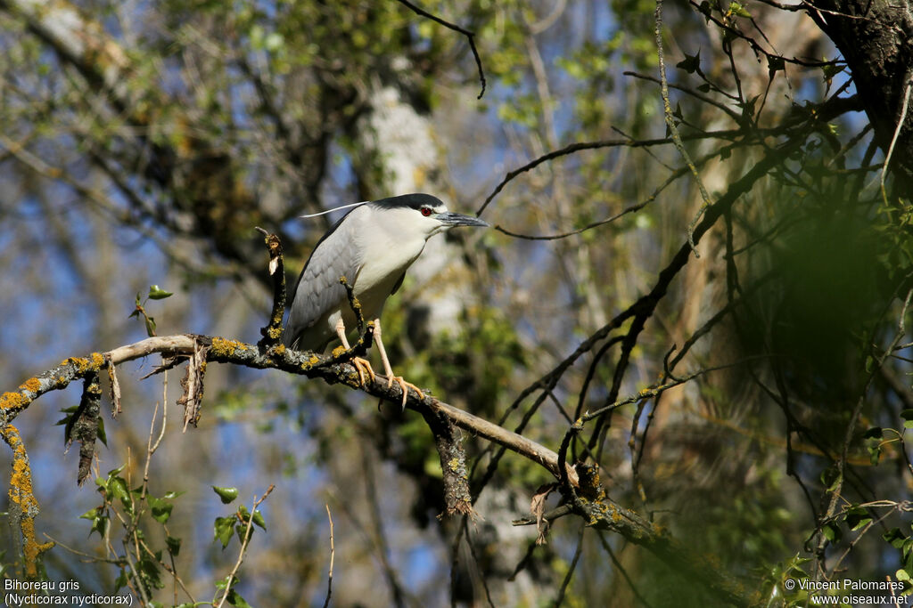 Black-crowned Night Heronadult