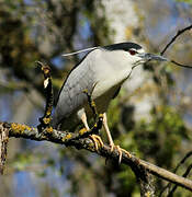 Black-crowned Night Heron