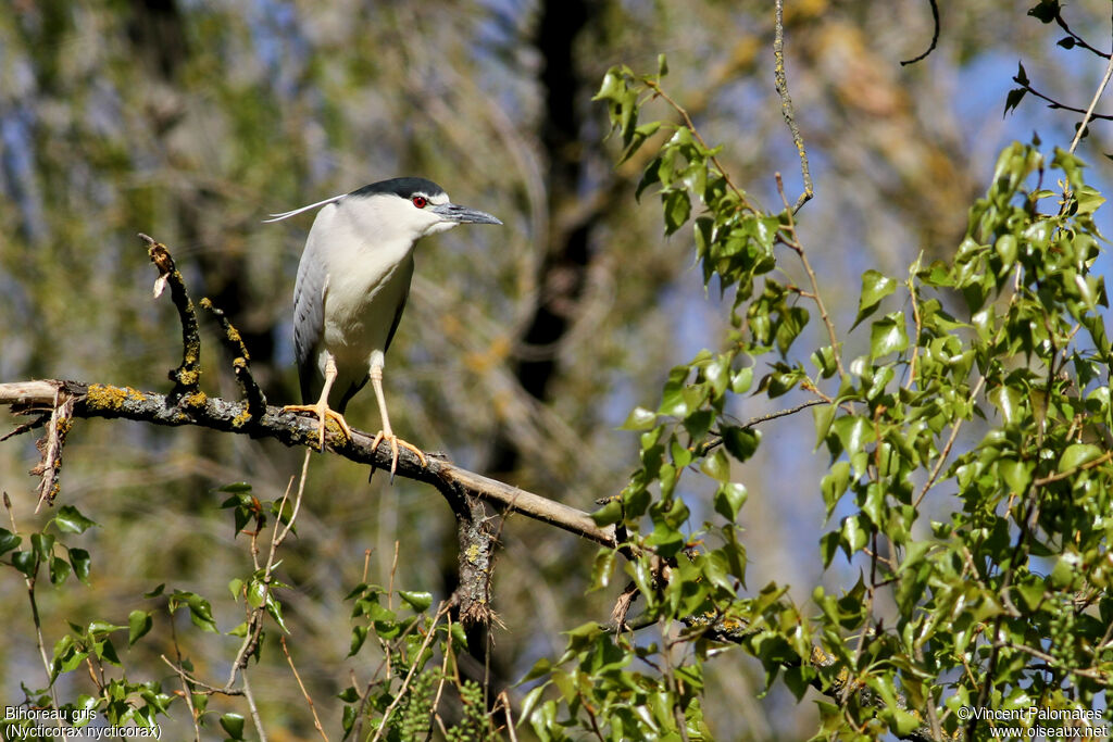 Black-crowned Night Heron