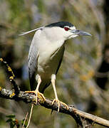 Black-crowned Night Heron