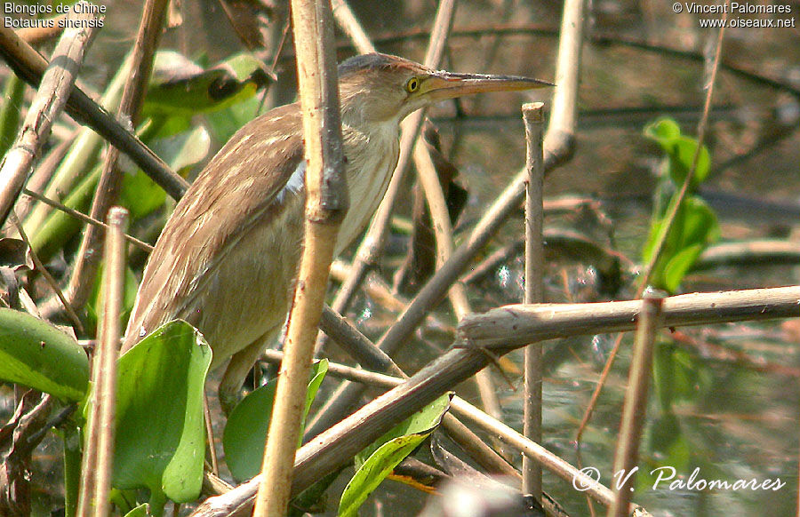 Yellow Bittern