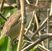 Yellow Bittern