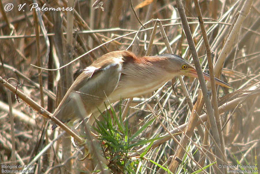 Yellow Bittern