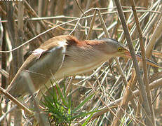 Yellow Bittern