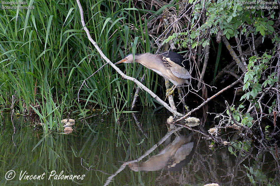 Little Bittern male adult