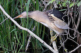 Little Bittern