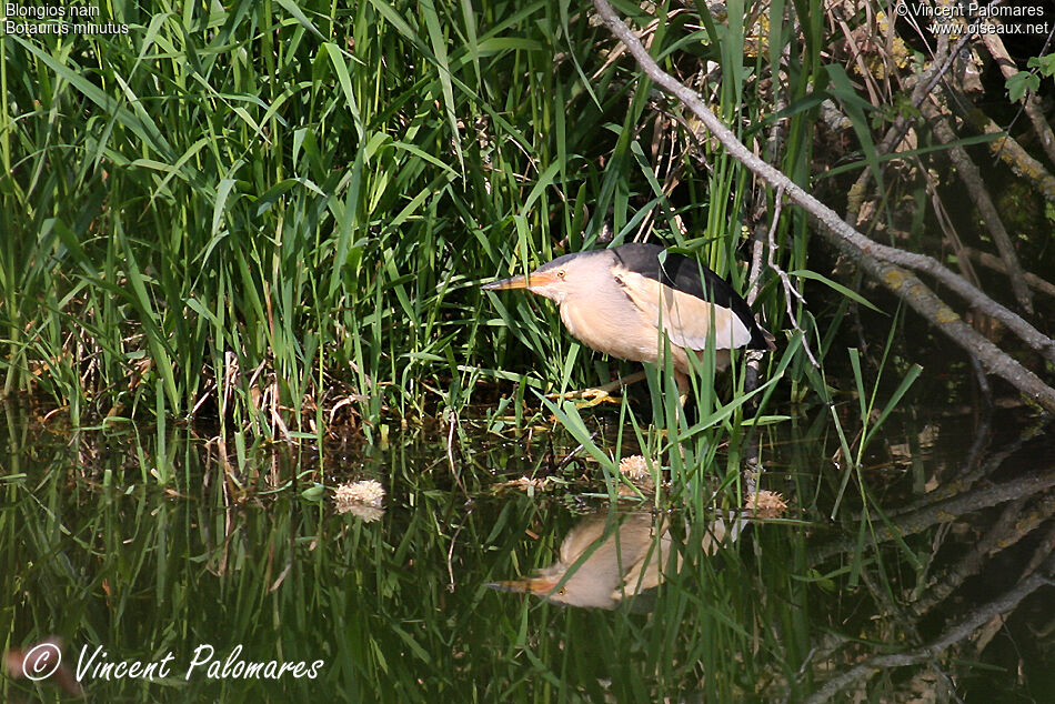 Little Bittern male adult