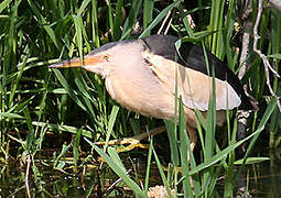 Little Bittern