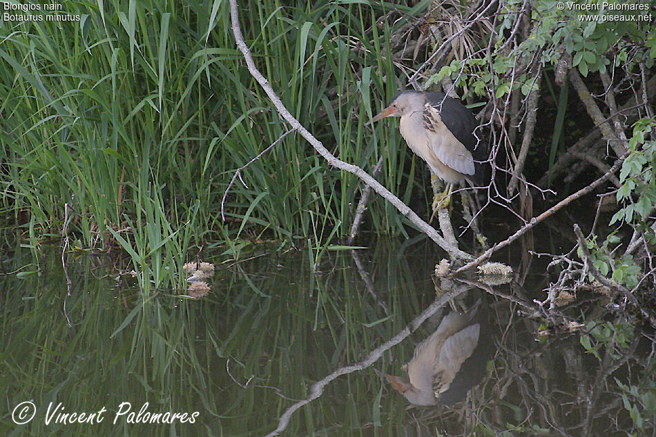 Little Bittern male adult