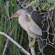 Little Bittern