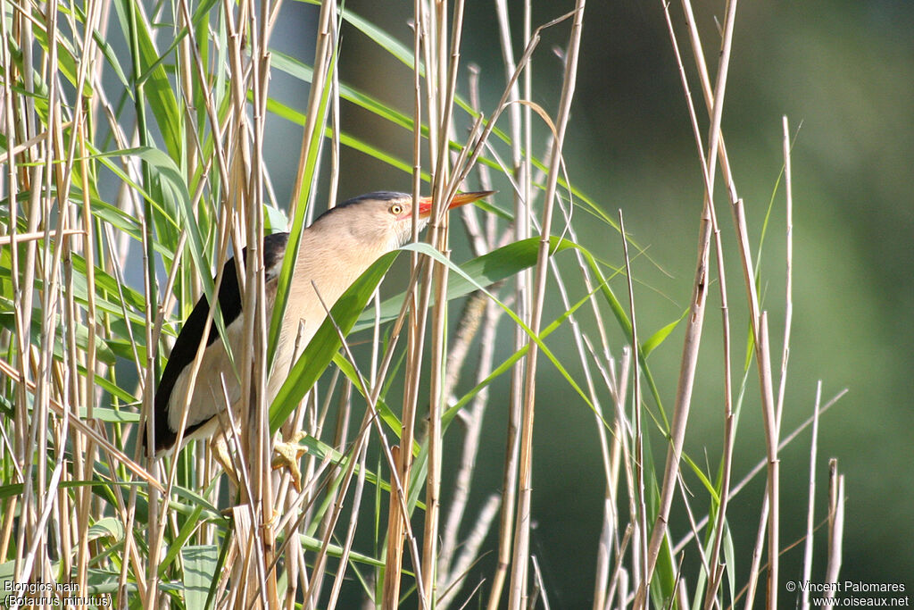 Little Bittern