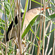 Little Bittern