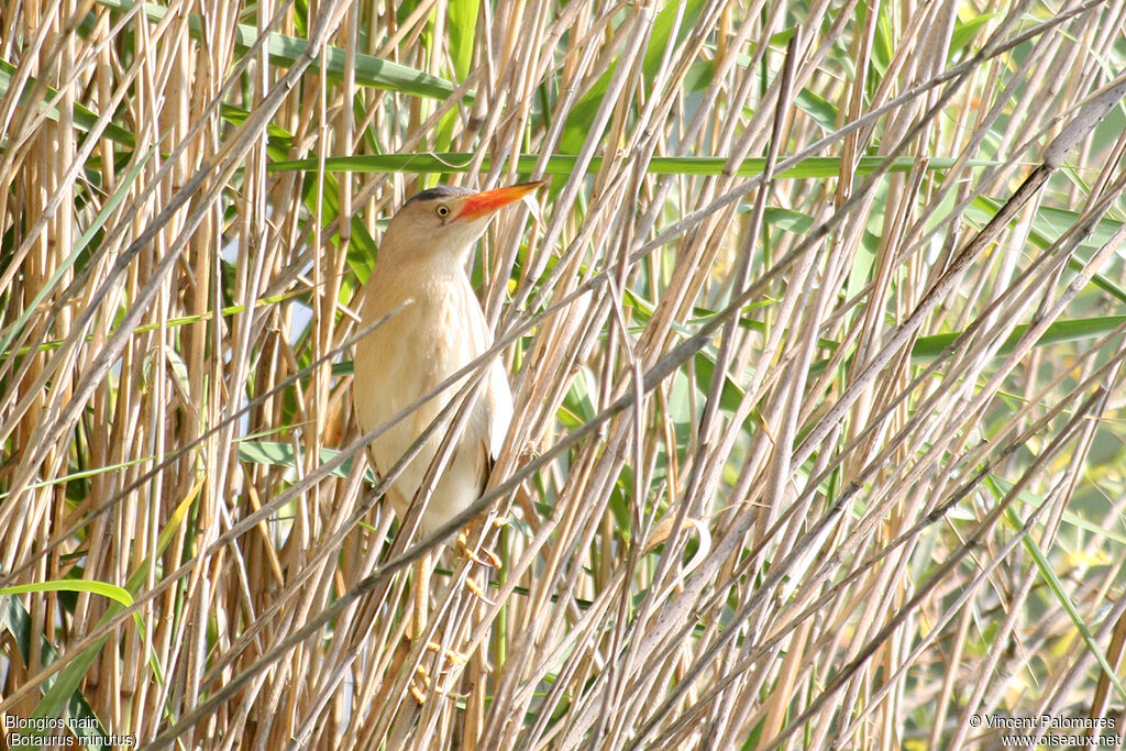 Little Bittern