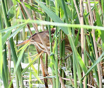 Little Bittern