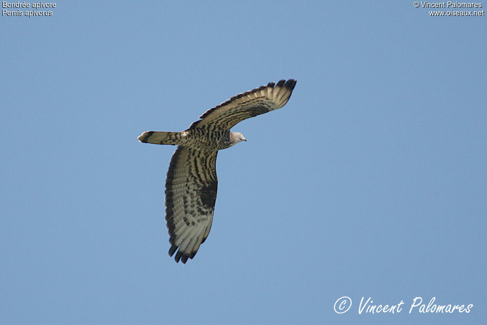 European Honey Buzzard male adult