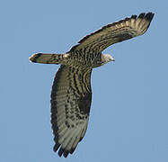 European Honey Buzzard