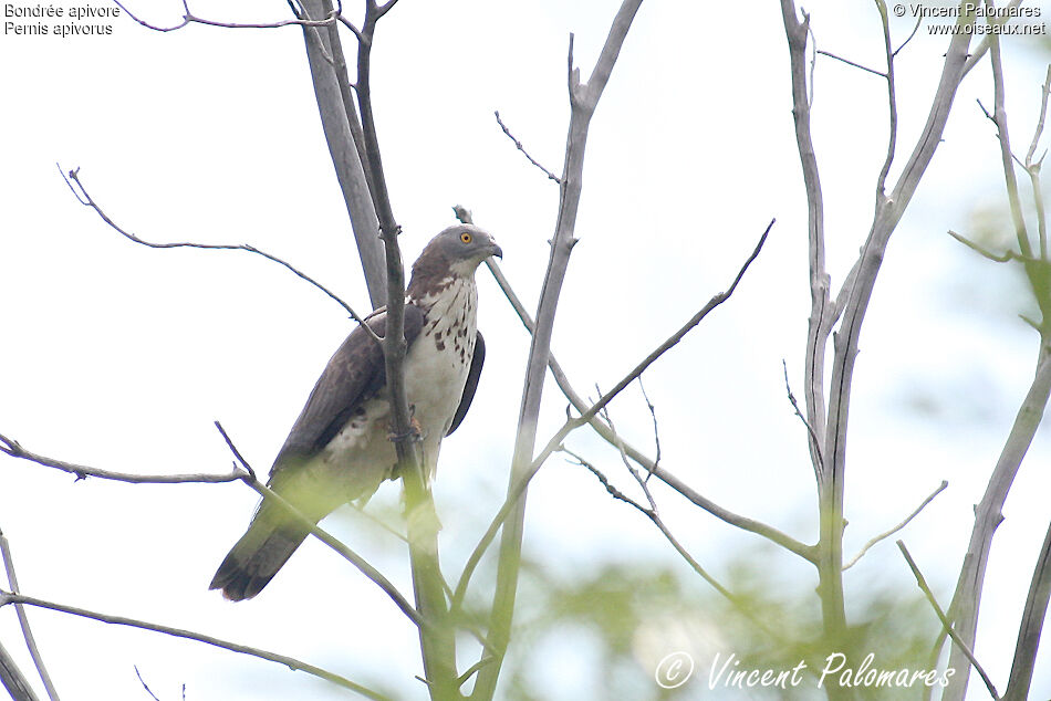 European Honey Buzzard male adult