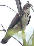 European Honey Buzzard