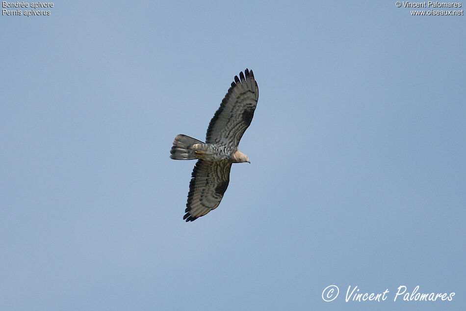 European Honey Buzzard male adult, Flight