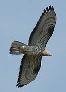 European Honey Buzzard