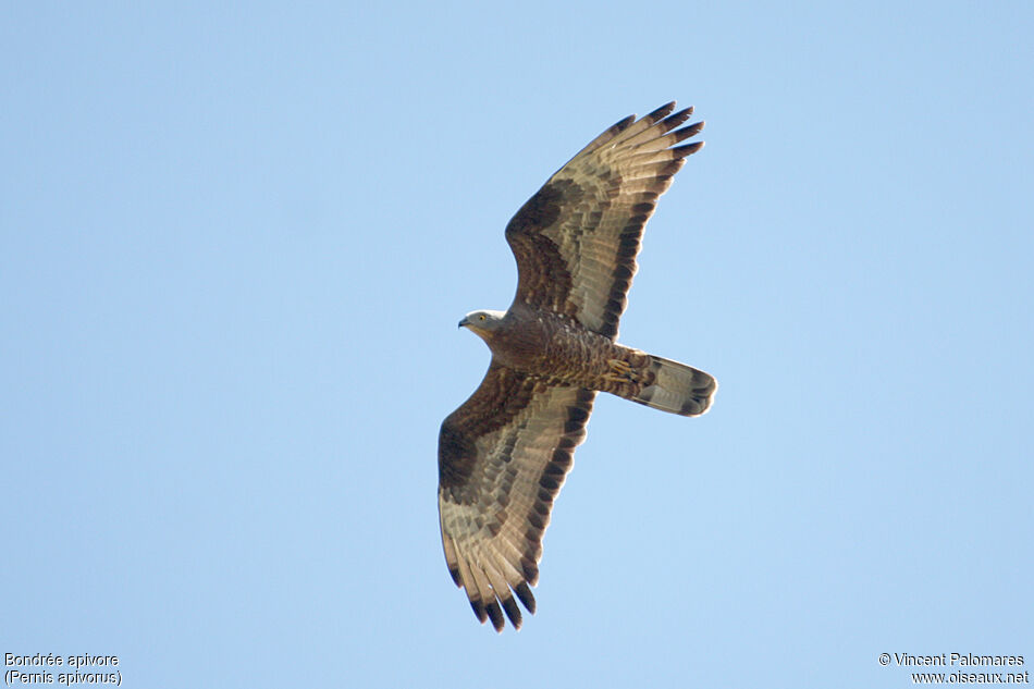 European Honey Buzzard male adult