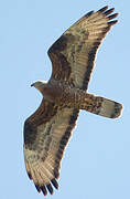 European Honey Buzzard