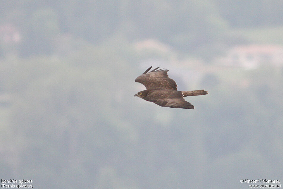 European Honey Buzzard female adult