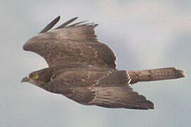 European Honey Buzzard