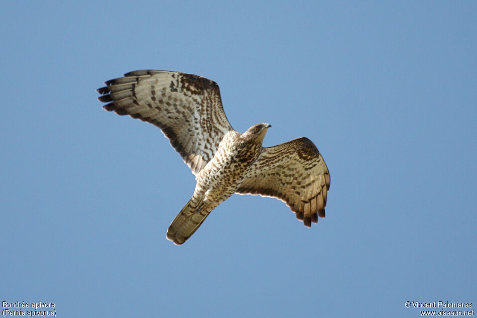 European Honey Buzzard