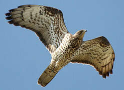 European Honey Buzzard