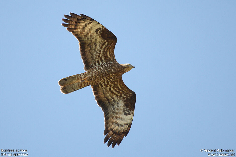 European Honey Buzzard female adult