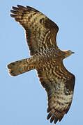 European Honey Buzzard