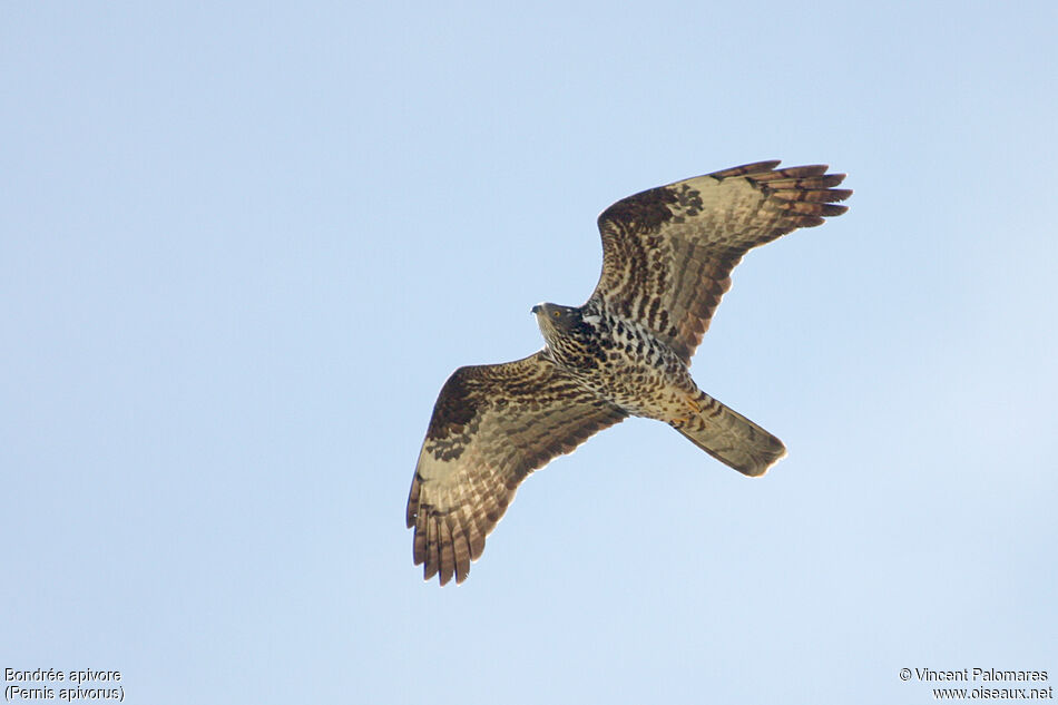 European Honey Buzzard