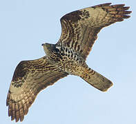 European Honey Buzzard