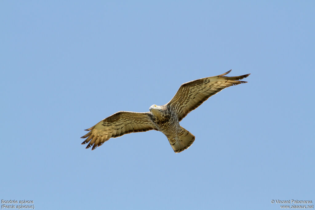 European Honey Buzzard