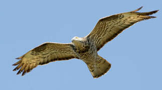 European Honey Buzzard