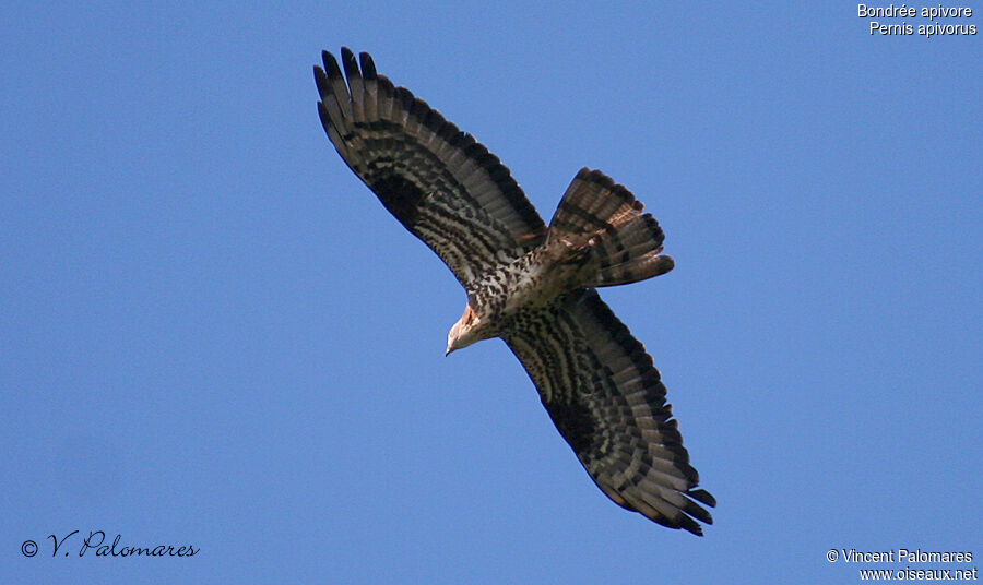 European Honey Buzzard