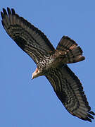 European Honey Buzzard