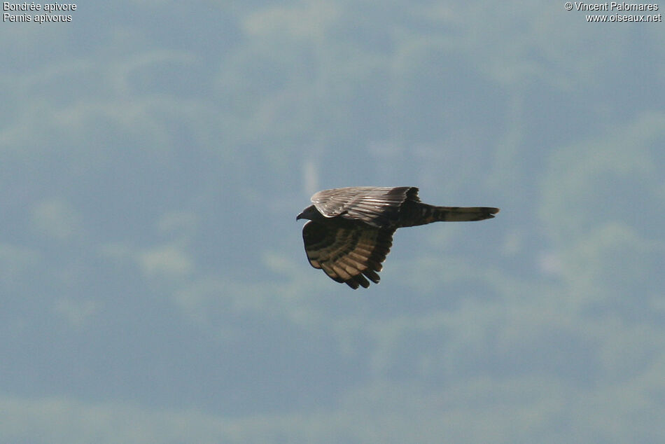 European Honey Buzzard