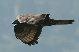 European Honey Buzzard